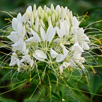 Kleoma tŕnitá biela - Cleome houtteana - semená - 10 ks
