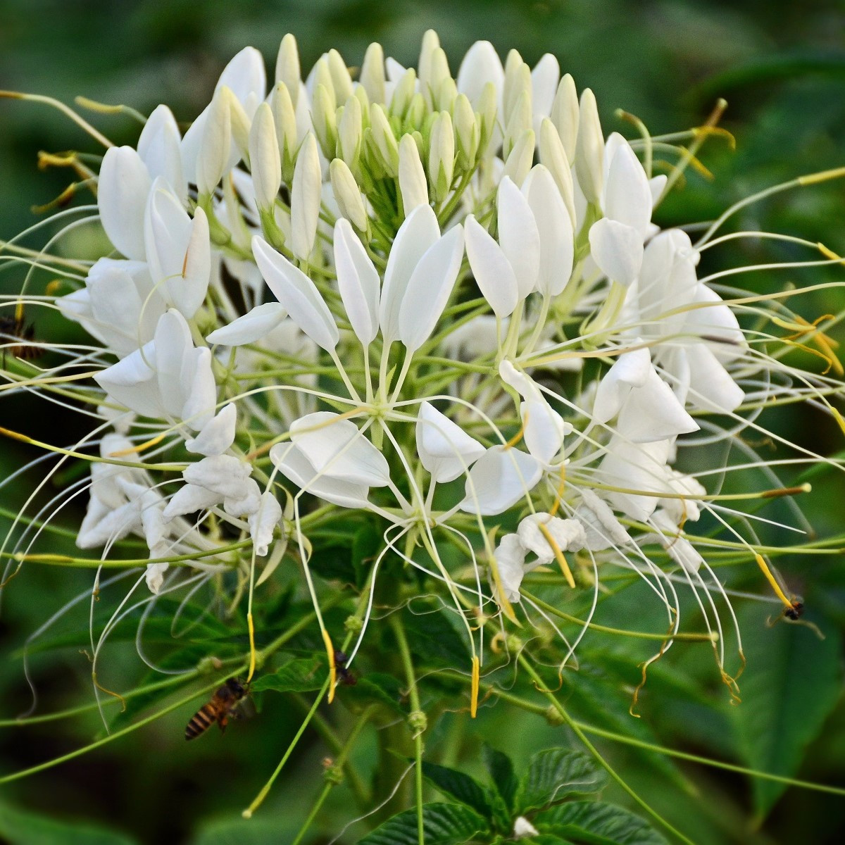 Kleoma tŕnitá biela - Cleome houtteana - semená - 10 ks