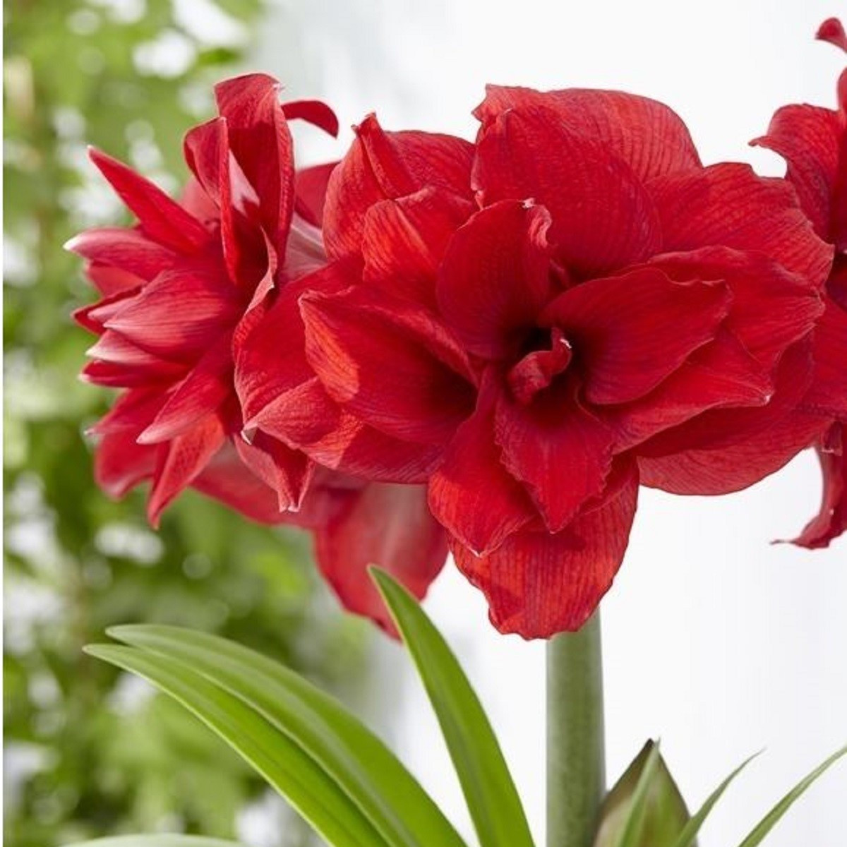 Zornica plnokvetá Amarantia - Hippeastrum - cibuľoviny - 1 ks
