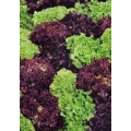 Šalát kučeravý - Fitnes mix - Lactuca sativa - semená - 100 ks