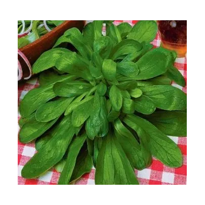 Valeriánka poľná Prager - Valerianella locusta - semená - 100 ks