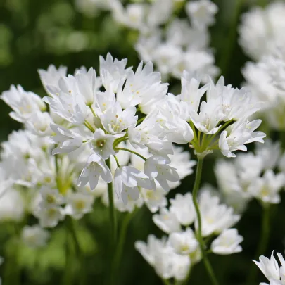 Okrasný cesnak Zebdanense - Allium - cibuľoviny - 3 ks