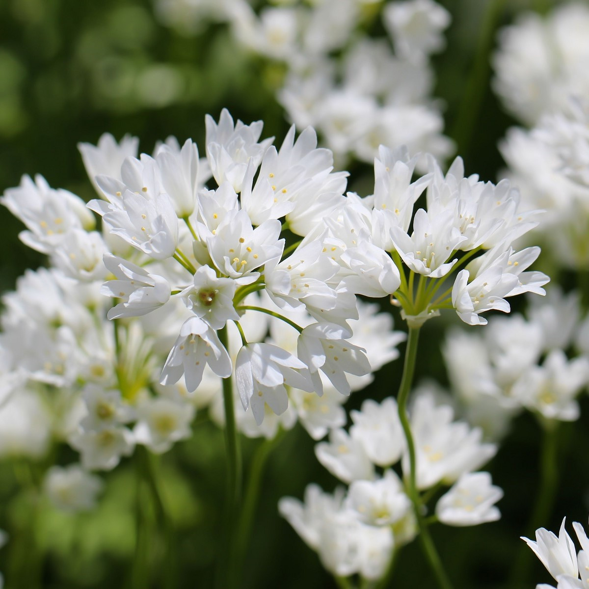 Okrasný cesnak Zebdanense - Allium - cibuľoviny - 3 ks