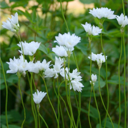 Okrasný cesnak Zebdanense - Allium - cibuľoviny - 3 ks