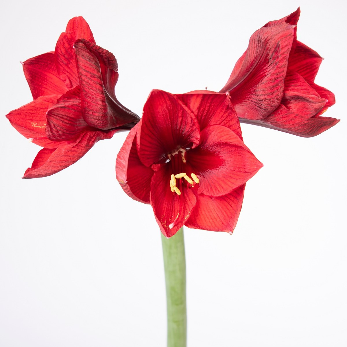 Zornica Benfica – Hippeastrum – cibuľky zornice
