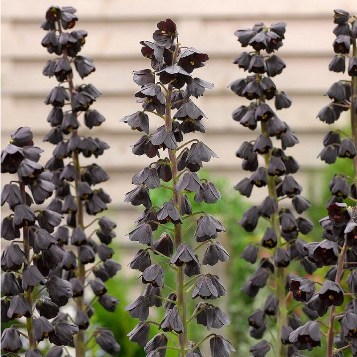 Korunkovka perská Adiyaman - Fritillaria persica - cibuľoviny - 1 ks