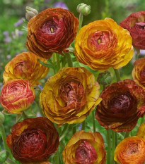 Iskerník plnokvetý Picotee café - Ranunculus asiaticus - cibuľoviny - 3 ks