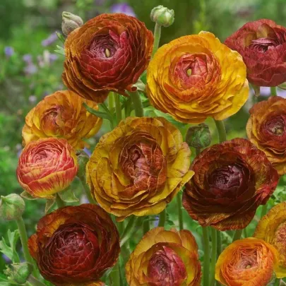 Iskerník plnokvetý Picotee café - Ranunculus asiaticus - cibuľoviny - 3 ks