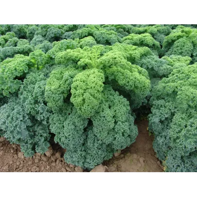 Kel kučeravý zelený Kadet - semená - 200 ks