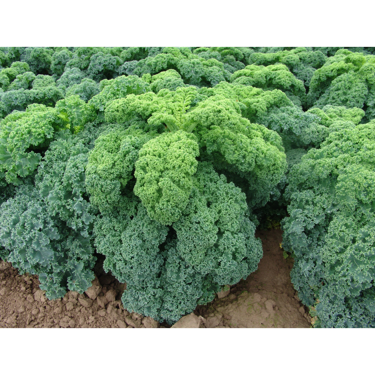 Kel kučeravý zelený Kadet - semená - 200 ks