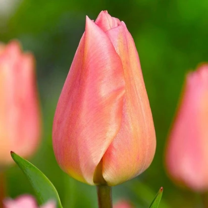 Tulipán Apricot Beauty - Tulipa - cibuľoviny - 3 ks