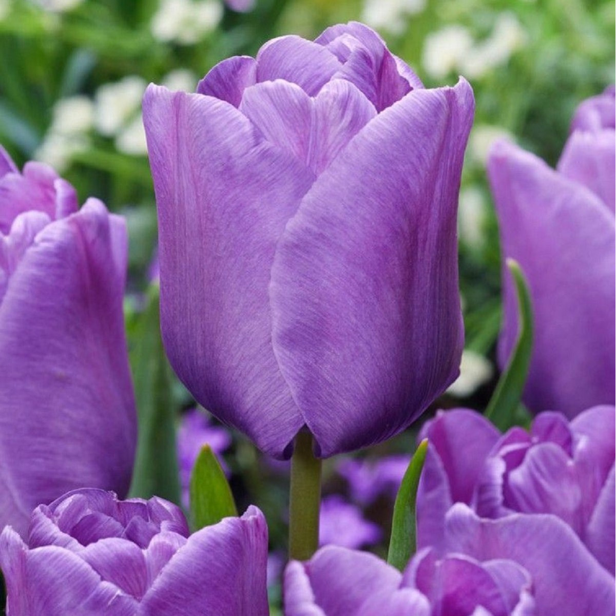 Tulipán Blue Aimable - Tulipa - cibuľoviny - 3 ks