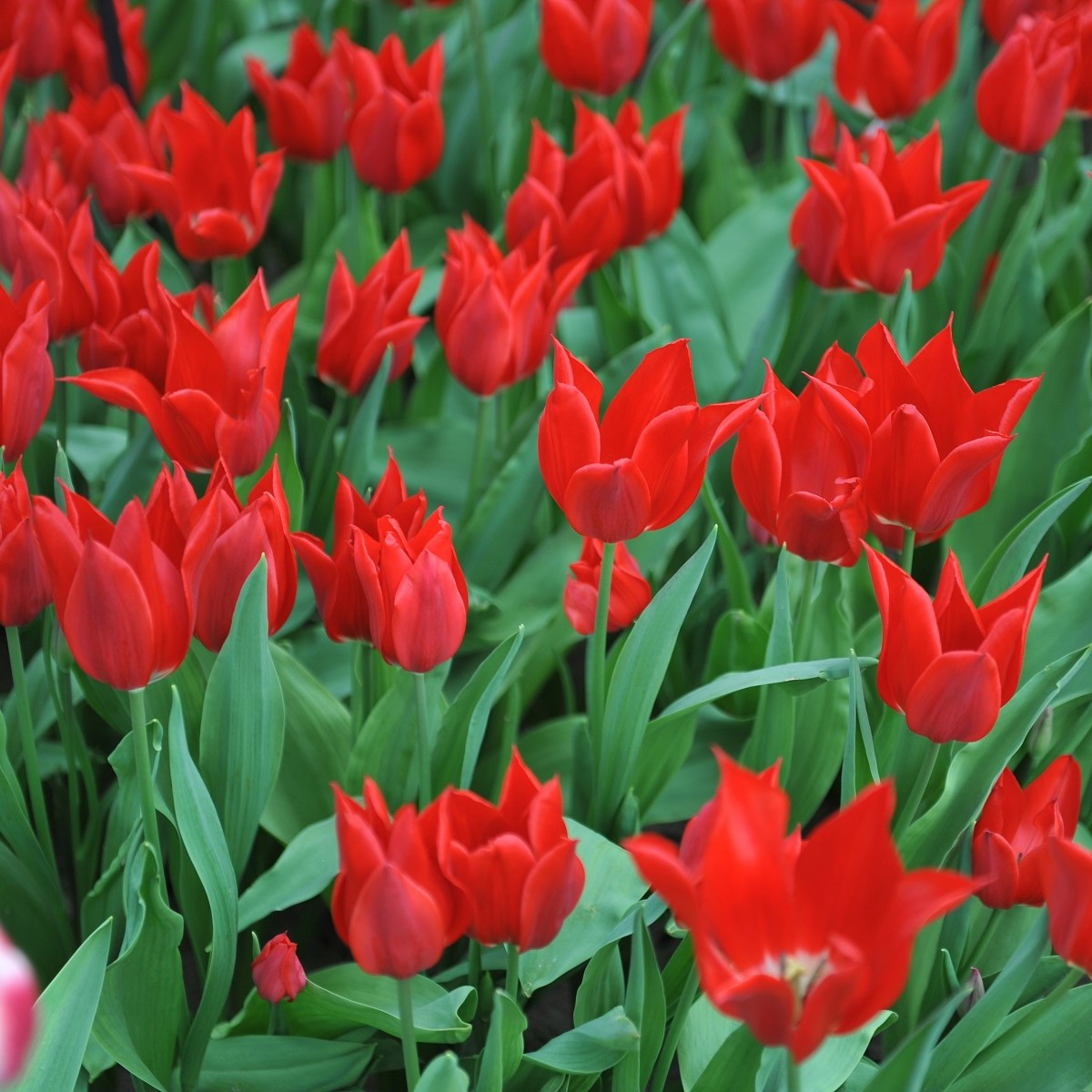 Tulipán Pieter de Leur - Tulipa - cibuľoviny - 3 ks