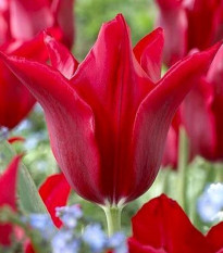 Tulipán Pieter de Leur - Tulipa - cibuľoviny - 3 ks