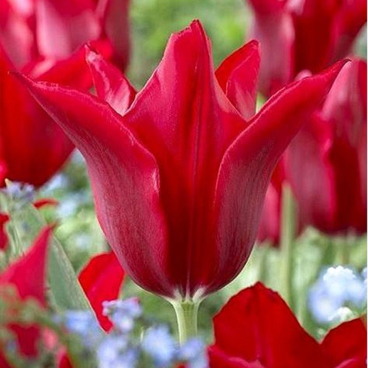 Tulipán Pieter de Leur - Tulipa - cibuľoviny - 3 ks