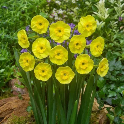 Narcis Sun Disc - Narcissus jonquilla - cibuľoviny - 3 ks