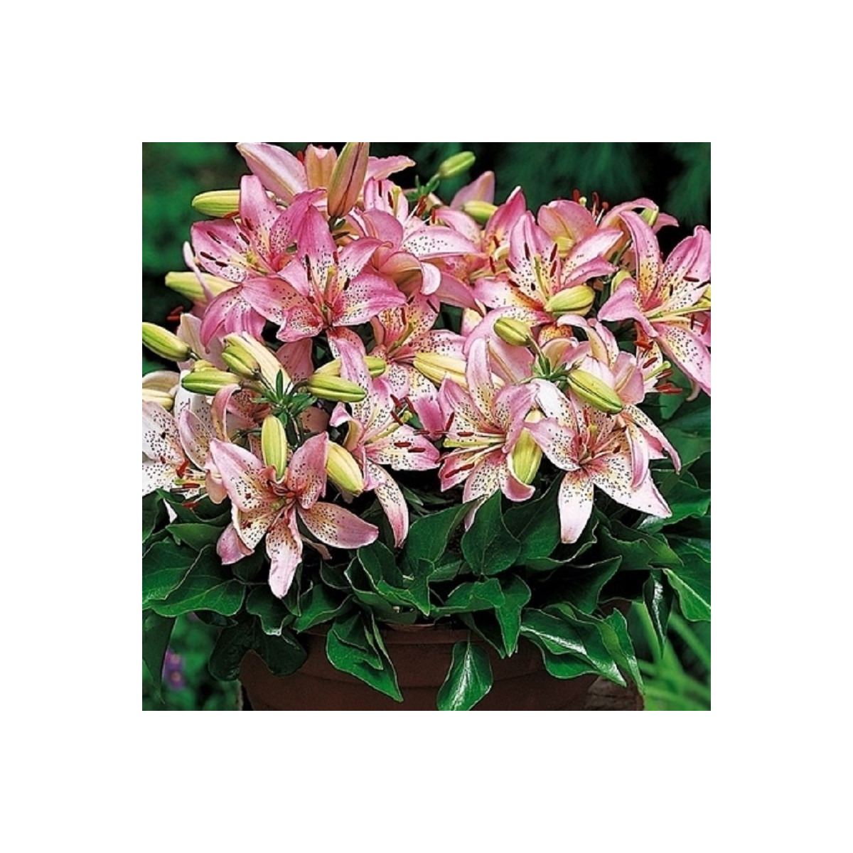 Ľalia Pink Pixie - Lilium - cibuľoviny - 1 ks