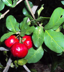 Barbadoská čerešňa - Acerola - Malpighia glabra - semená - 4 ks