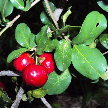 Barbadoská čerešňa - Acerola - Malpighia glabra - semená - 4 ks