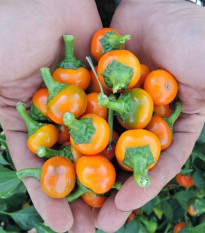 Chilli Korál oranžové - Capsicum annuum - semená - 15 ks