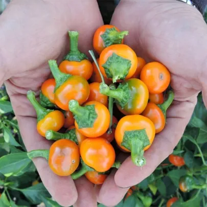 Chilli Korál oranžové - Capsicum annuum - semená - 15 ks