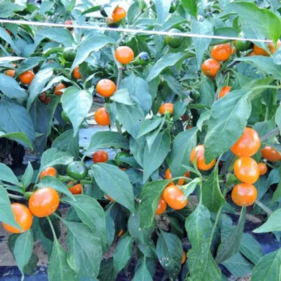 Chilli Korál oranžové - Capsicum annuum - semená - 15 ks