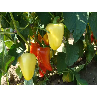 Paprika Zlata - Capsicum annuum - semená - 30 ks