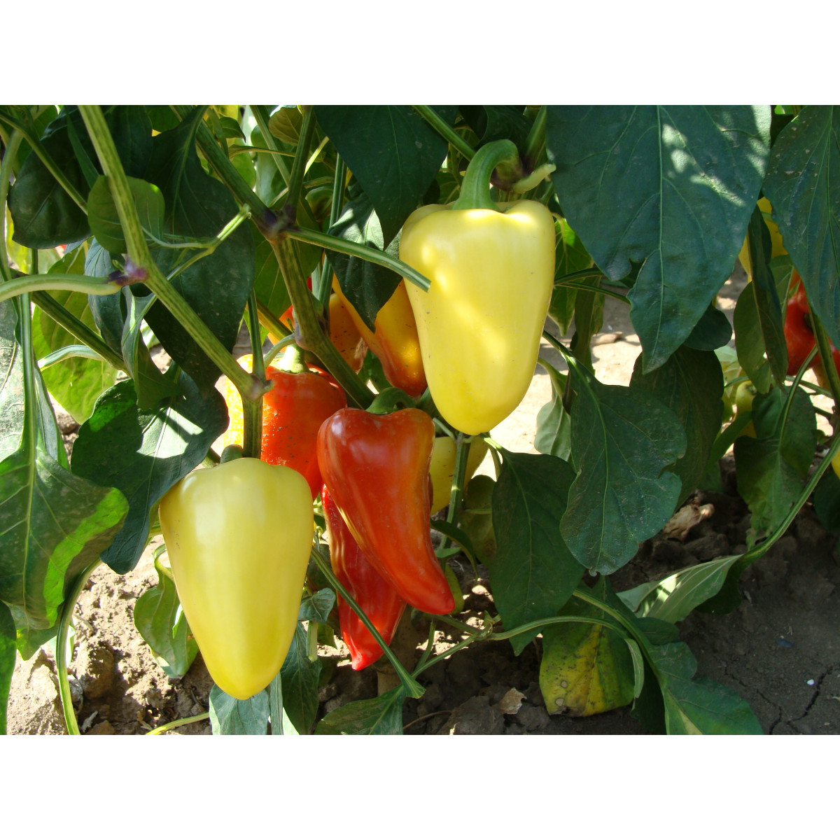 Paprika Zlata - Capsicum annuum - semená - 30 ks
