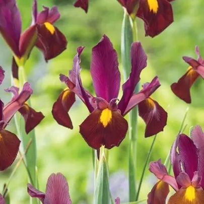 Kosatec Red Ember - Iris hollandica - cibuľoviny - 3 ks