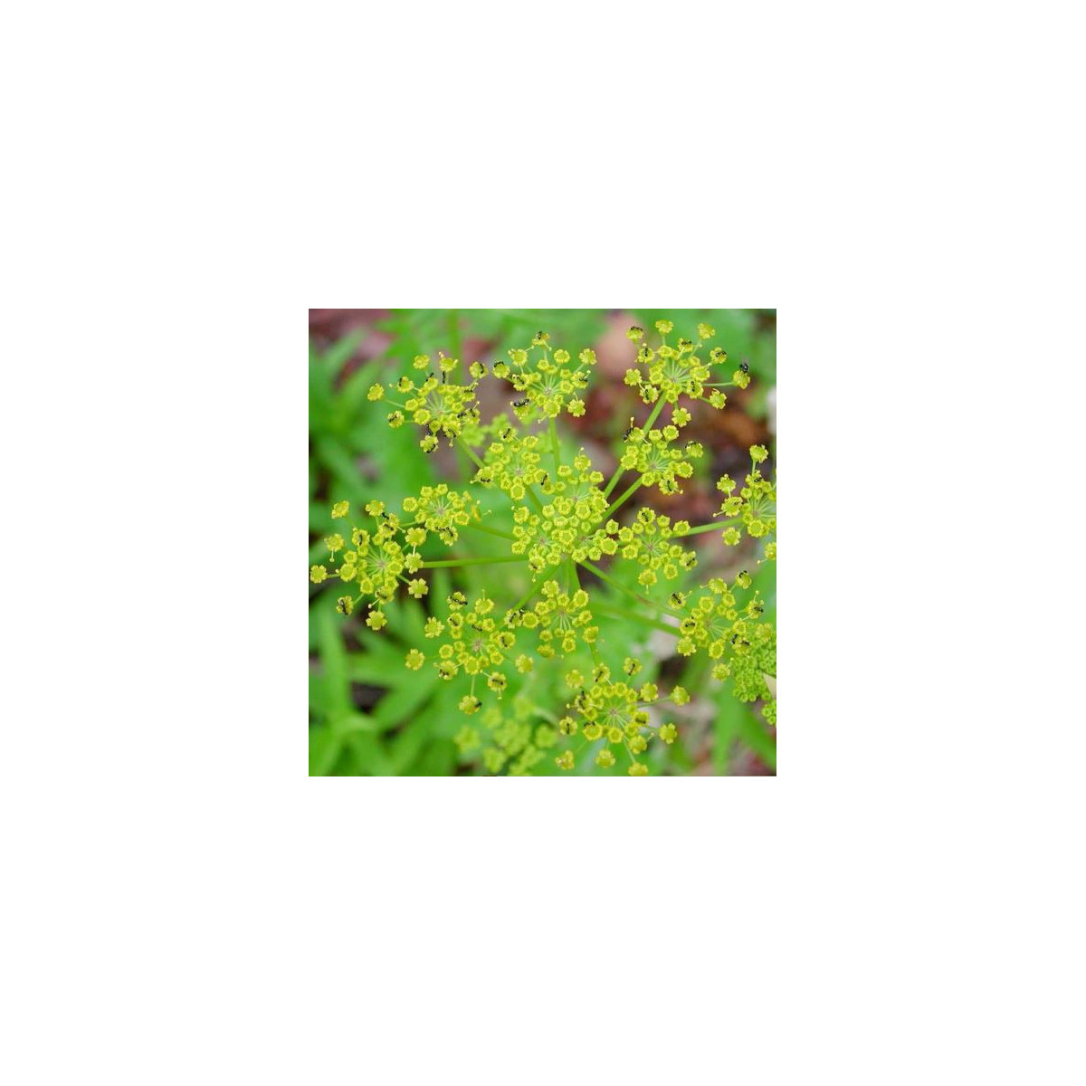 Paštrnák siaty - Pastinaca sativa - semená - 1 g