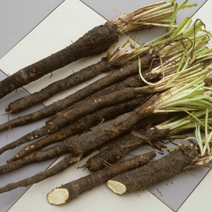 Čierny koreň - Hadomor španielsky - Scorzonera hispanica - semená - 150 ks