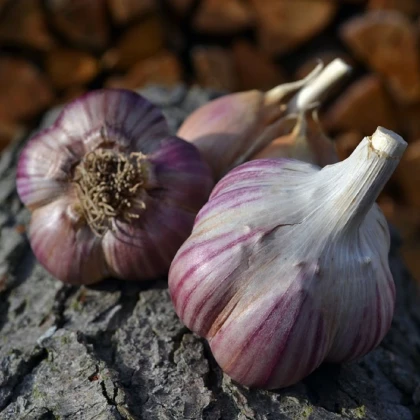 Sadbový cesnak Janko - Allium sativum - paličák - cibule cesnaku - 1 balenie