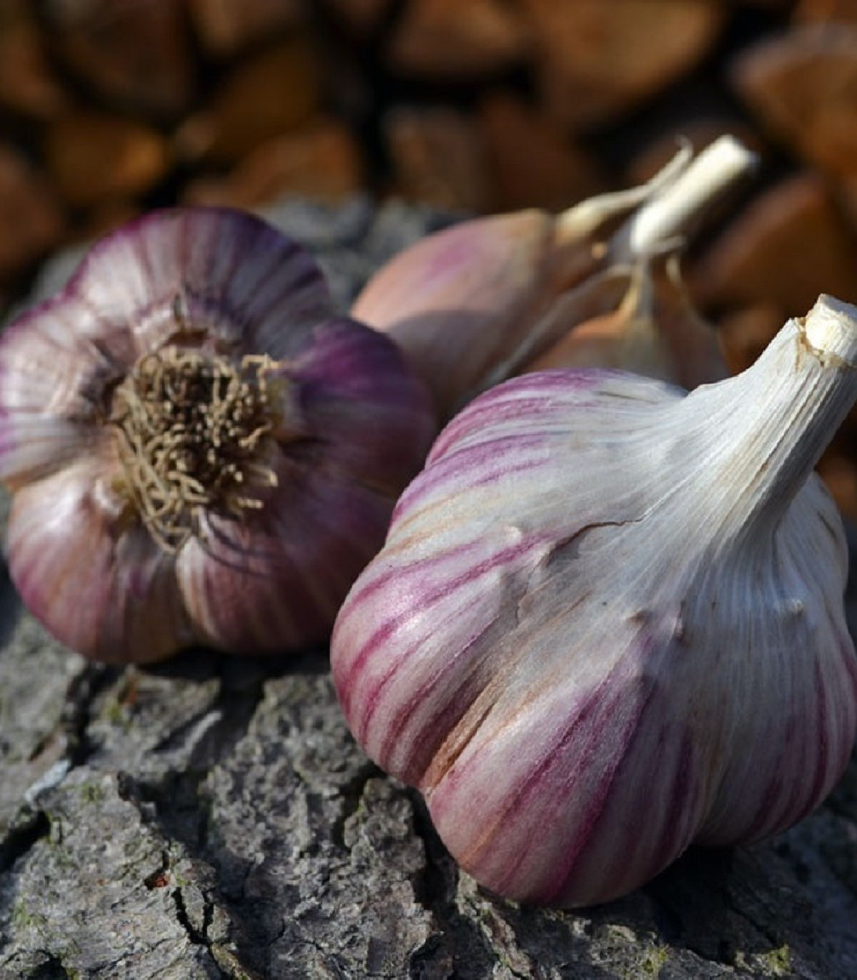 Sadbový cesnak Janko - Allium sativum - paličák - cibule cesnaku - 1 balenie