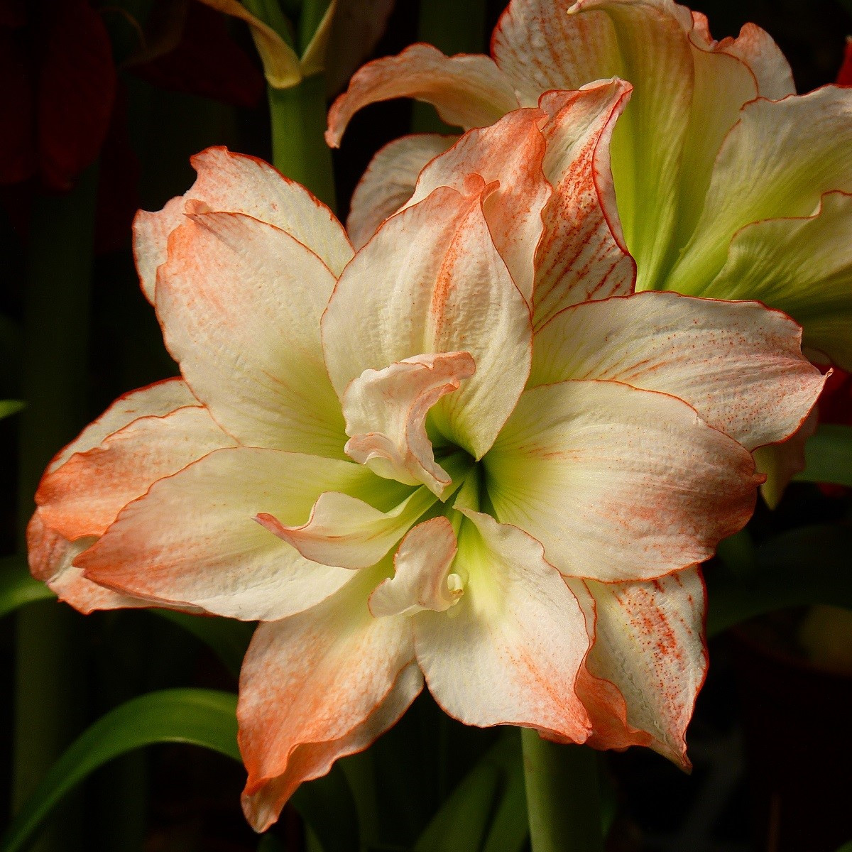 Zornica Aphrodite - Hippeastrum - cibuľoviny - 1 ks