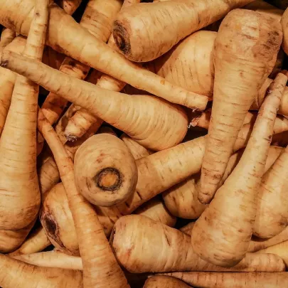 Paštrnák siaty Mitra - Pastinaca sativa - semená - 1 g