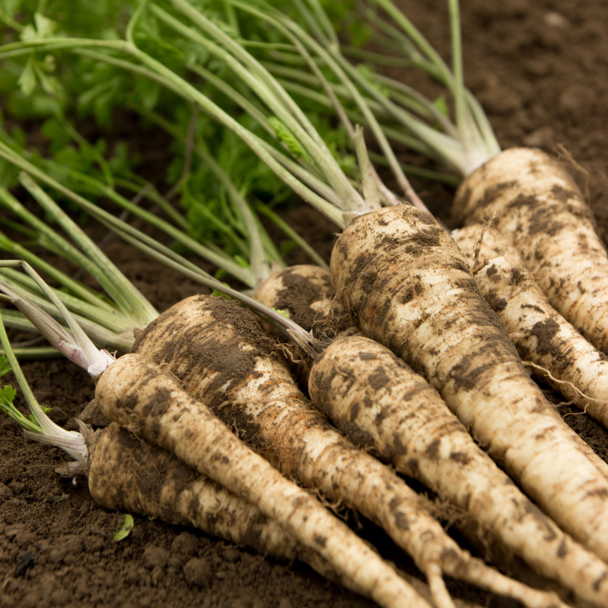 Petržlen koreňový olomoucký - Petroselinum crispum - semená - 700 ks