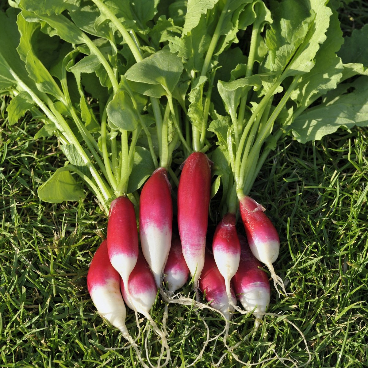 Reďkev Francúzske raňajky - Raphanus sativus - semená - 45 ks