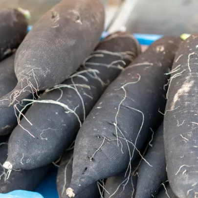 Reďkev siata dlhá čierna - Raphanus sativus niger - semená - 200 ks