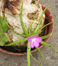 Tučnica mexická - Pinguicula moctezumae - semená - 13 ks