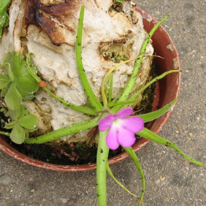 Semená mäsožraviek – Tučnica mexická – Pinguicula moctezumae