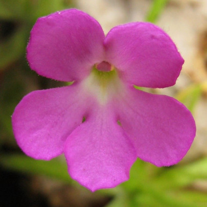 Semená mäsožraviek – Tučnica mexická – Pinguicula moctezumae