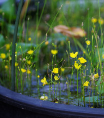 Bublinatka šidlovitá - Utricularia subulata - semená - 15 ks