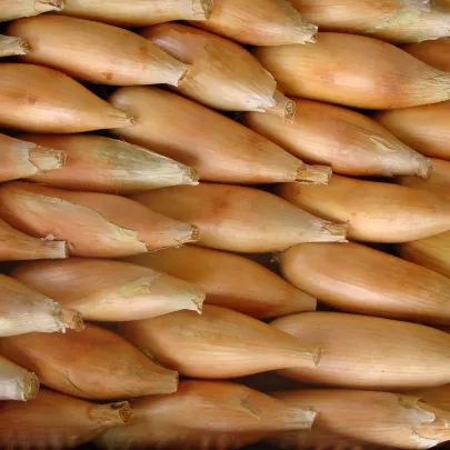 Cibuľa jarná Tosca - Allium cepa - semená - 140 ks