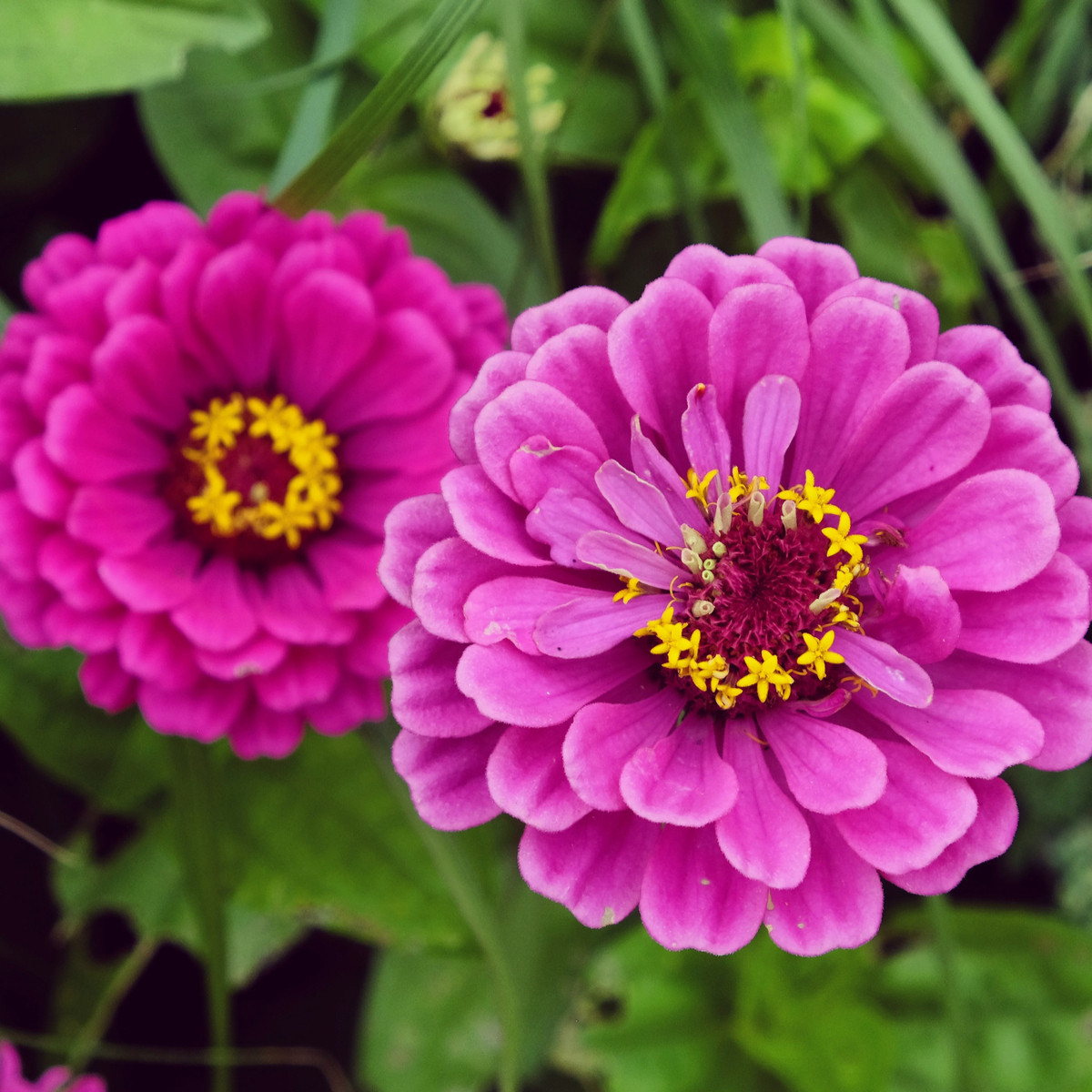 Cínia pôvabná fialová - Zinnia elegans - semená - 50 ks