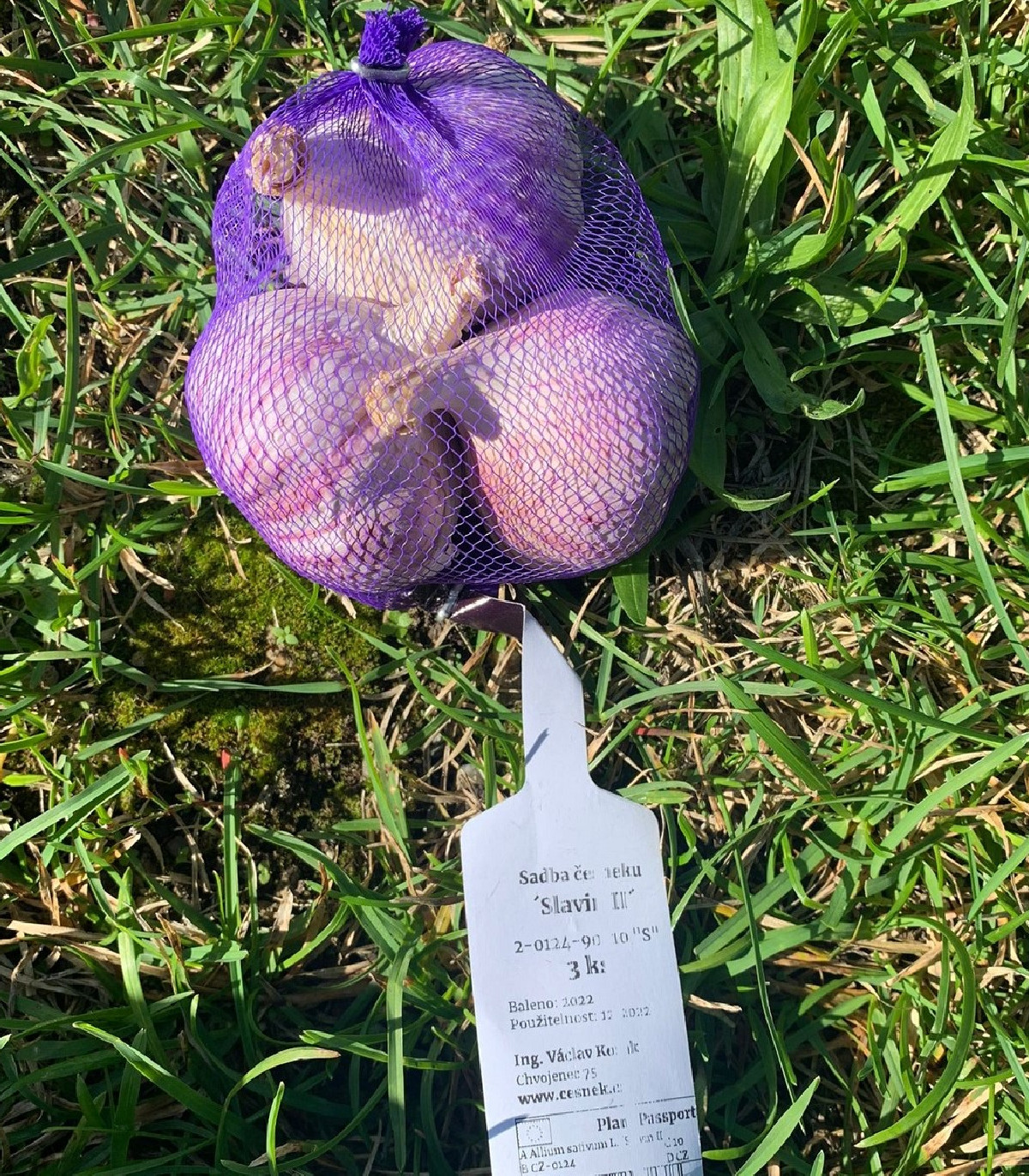 Sadbový Cesnak Slavin II - Allium sativum - paličiak - cibule cesnaku - 1 balenie