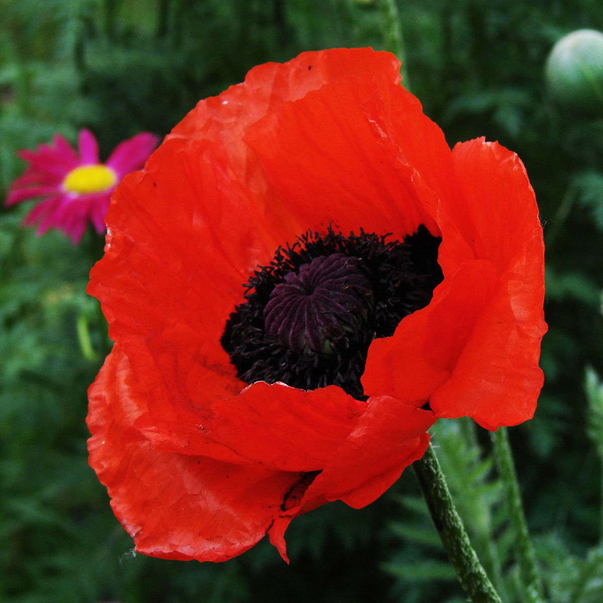 Mak turecký - Papaver glaucum - semená - 0,2 g