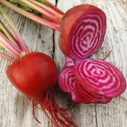 Repa šalátová Chioggia - Beta vulgaris - semená - 50 ks