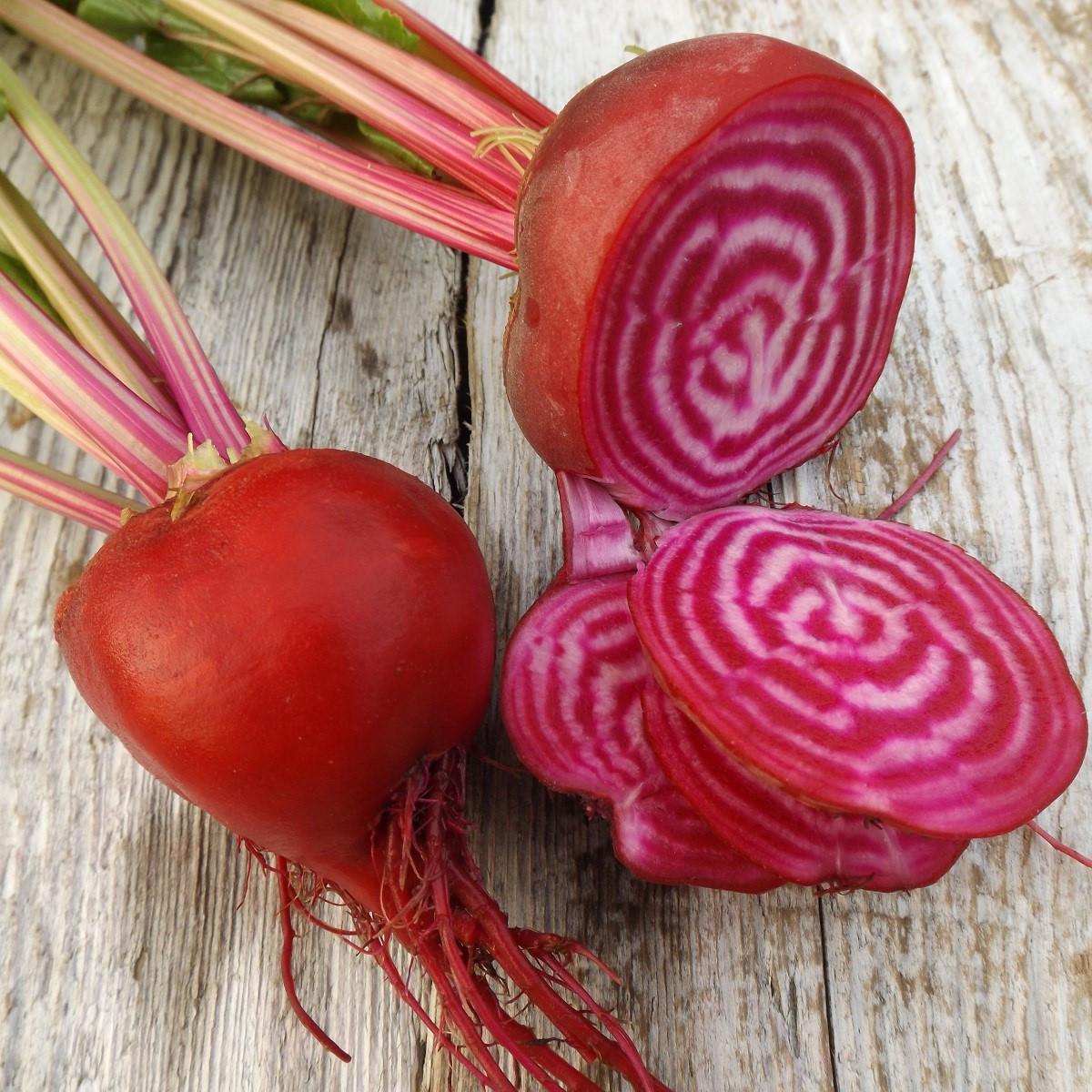 Repa šalátová Chioggia - Beta vulgaris - semená - 50 ks