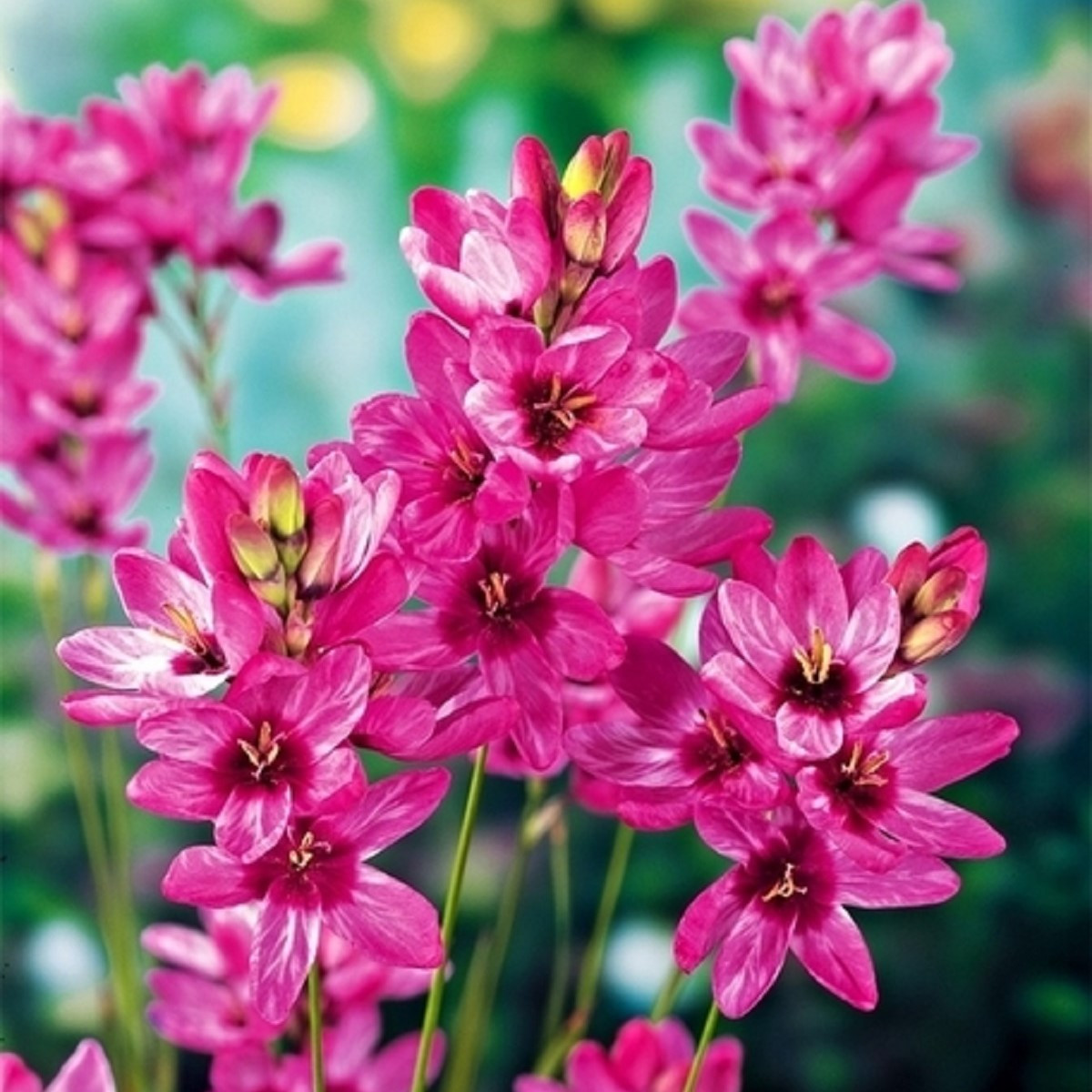 Dúhovica Mabel - Ixias - cibuľoviny - 3 ks