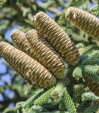 Jedľa španielska - Abies pinsapo - semená - 7 ks